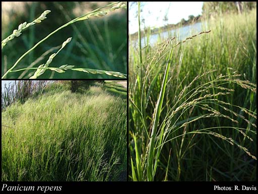 Panicum repens